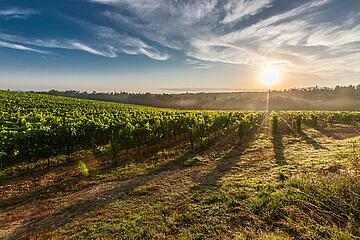 Food and Agriculture - Wine