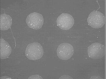 Micrograph of HCCA spotted onto a MALDI 1536 plate and dried by gentle heat/vacuum. The spots have a round, even appearance.