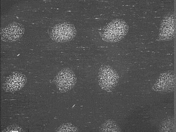 Micrograph of sinaptic acid spotted onto a MALDI 1536 plate and air dried.